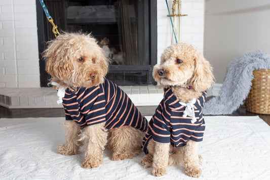 5 ways to keep your pet active during winter