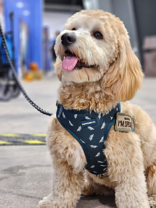 Importance of Early Care for Your Dog's joint health