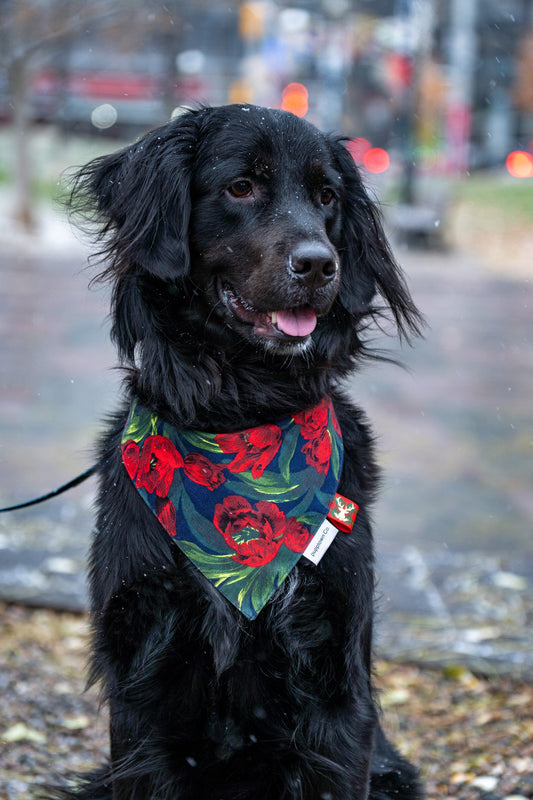 PROTECTING YOUR PET IN WINTER: CARE TIPS FOR PET OWNERS