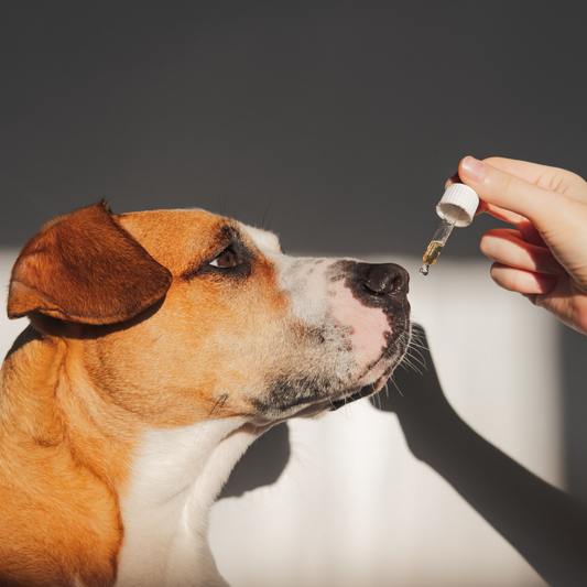 Top 10 Essential Oils Toxic to Dogs and Cats