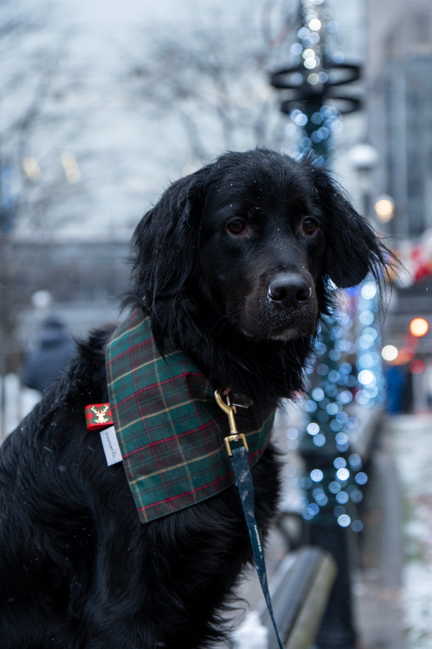 Holiday Blooms reversible Christmas Dog Bandana