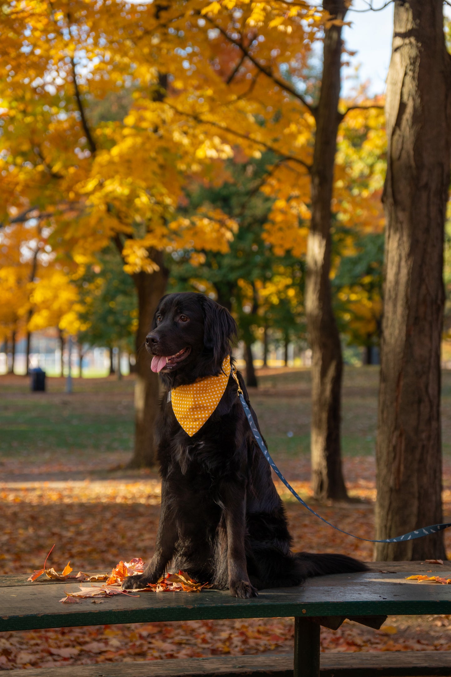 Mustard Madness Bandana (with snaps)