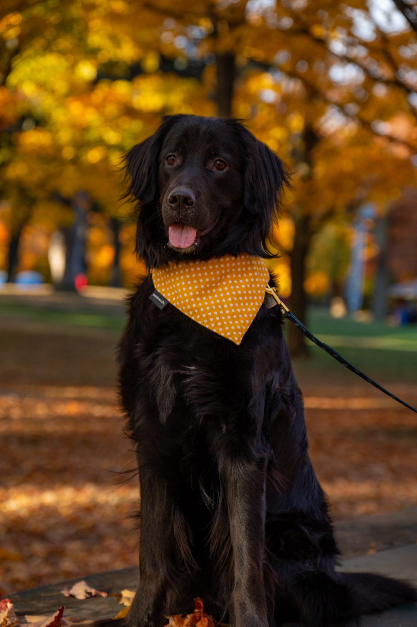 Mustard Madness Bandana (with snaps)