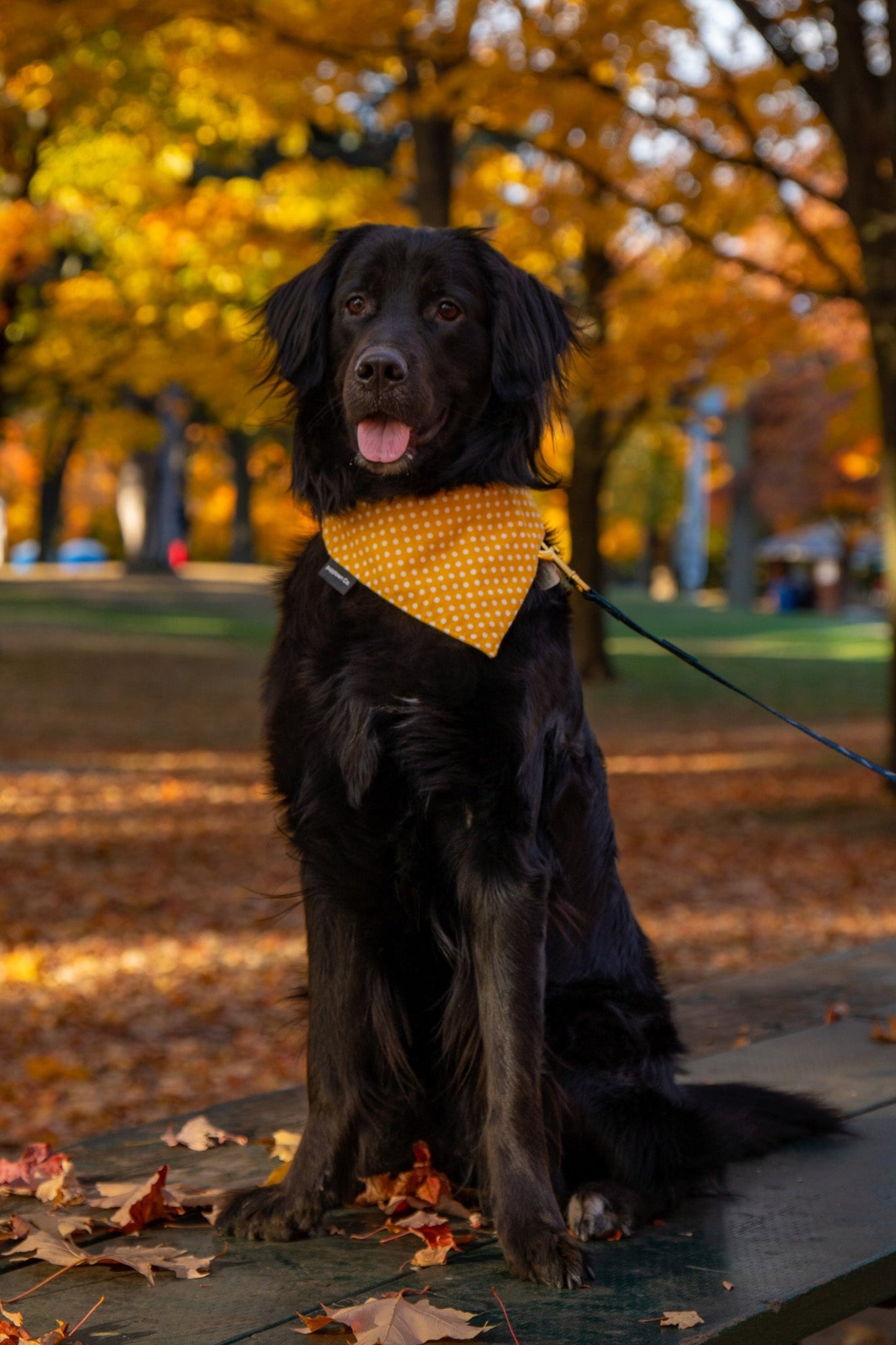 Mustard Madness Bandana (with snaps)