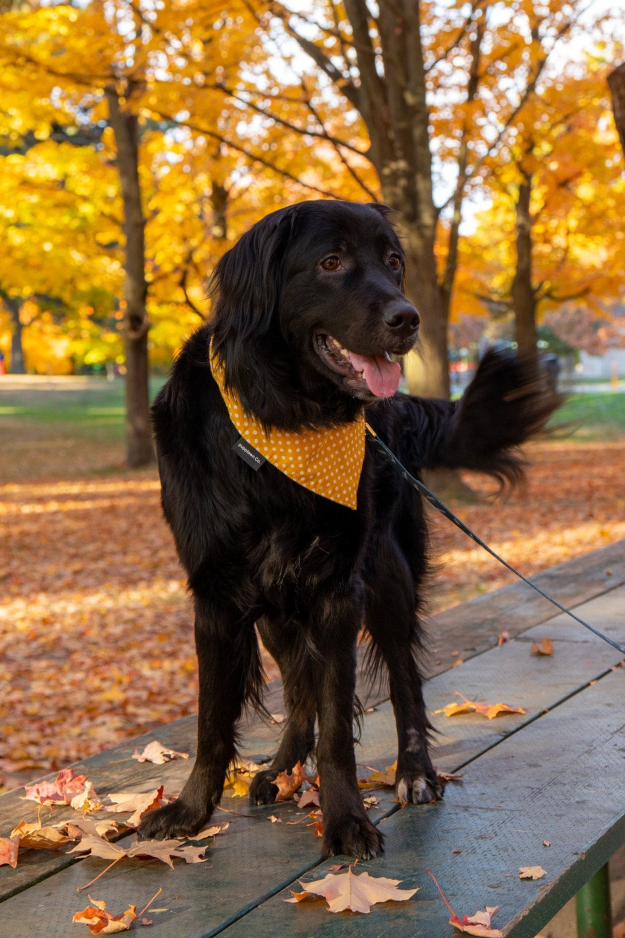 Mustard Madness Bandana (with snaps)