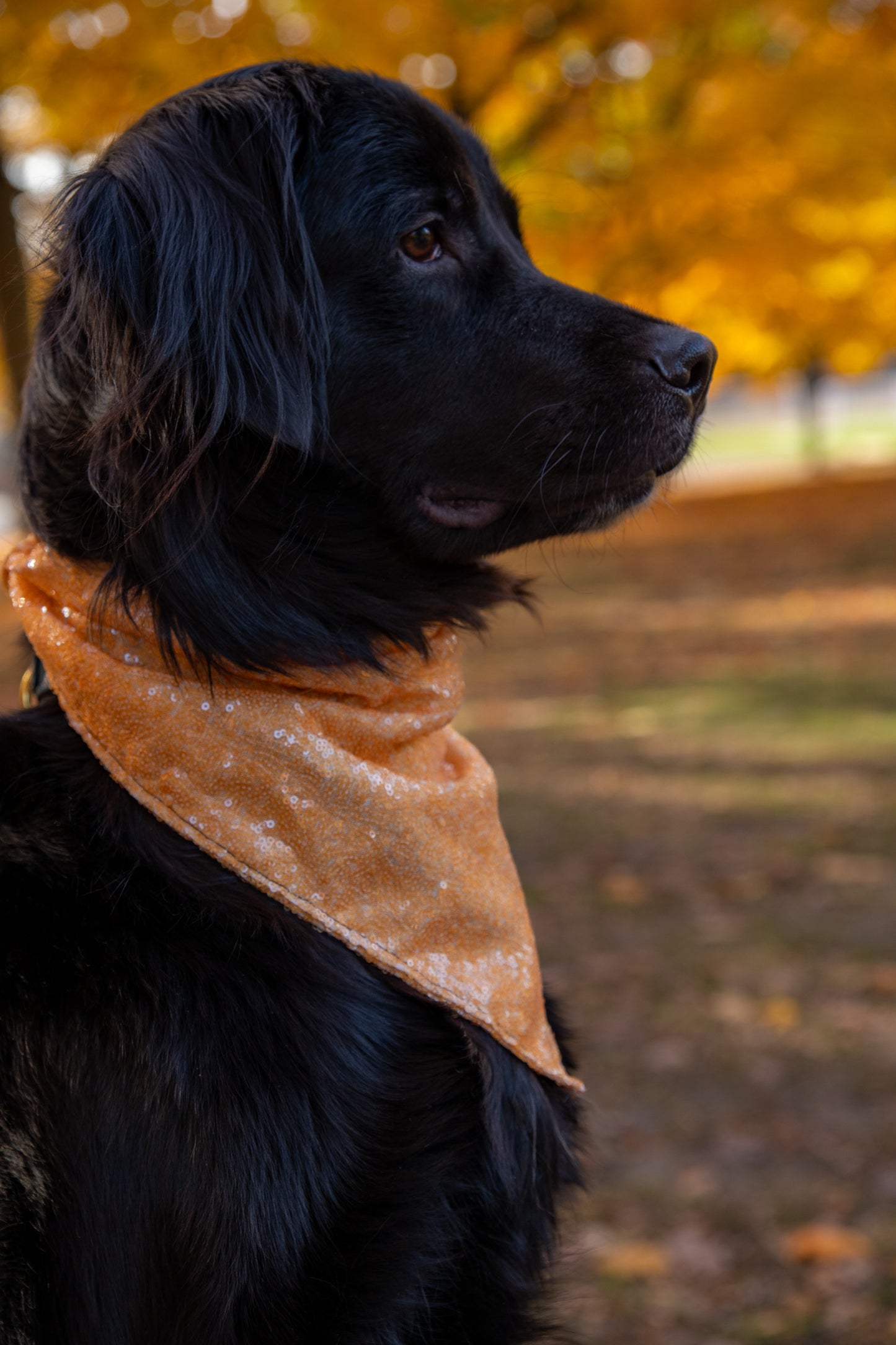 Golden Glow Bandana (with snaps)