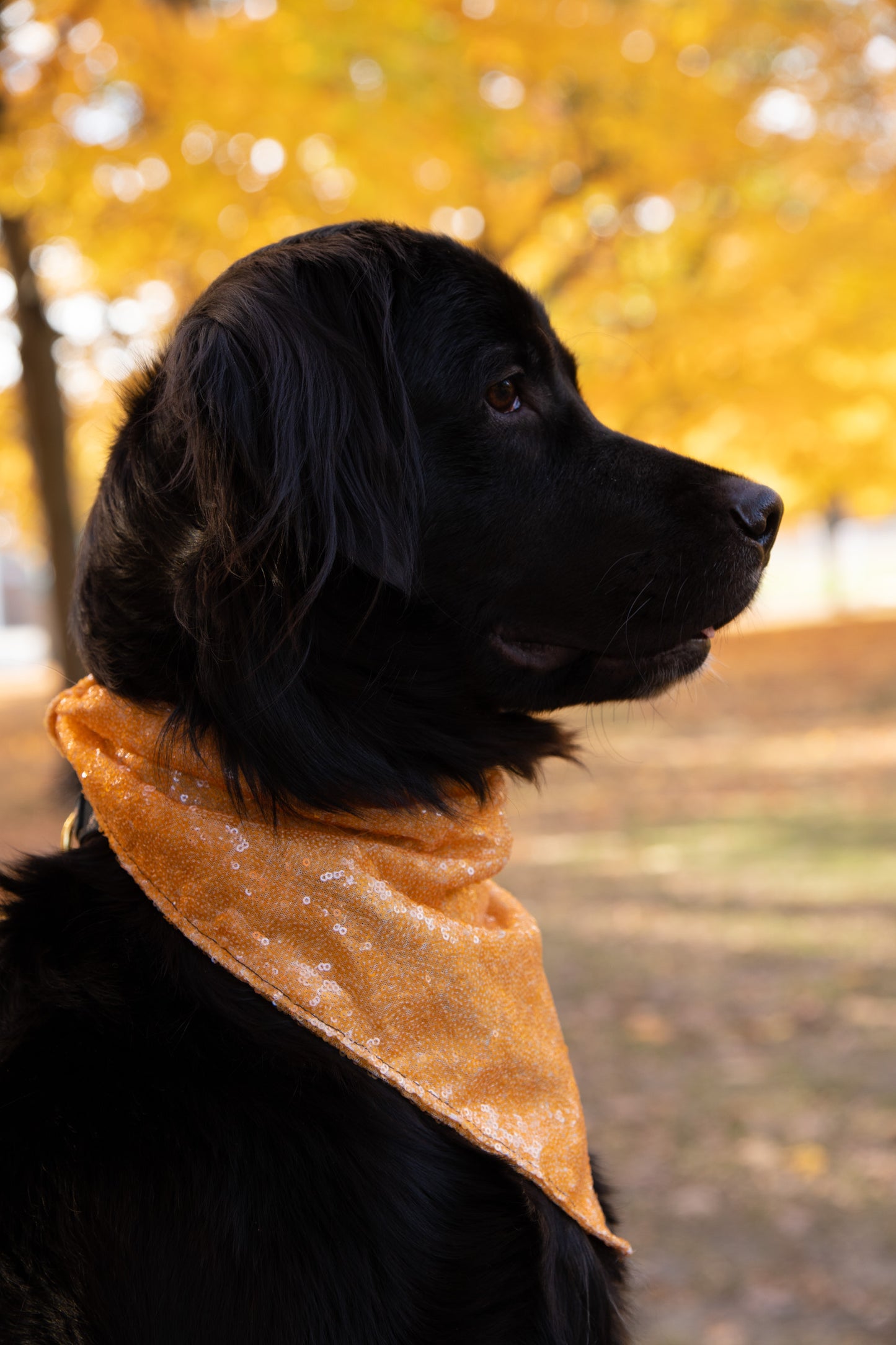 Golden Glow Bandana (with snaps)