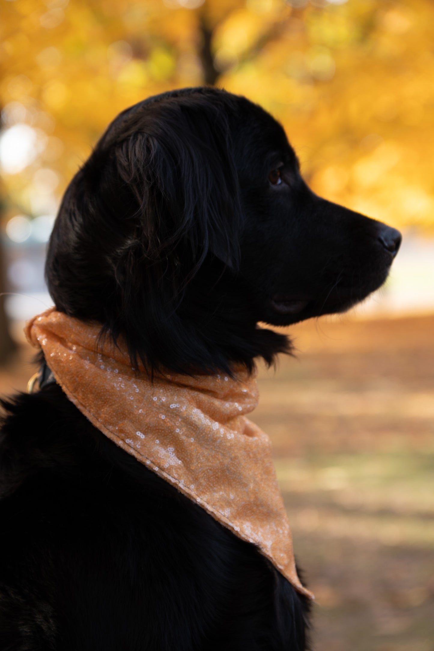 Golden Glow Bandana (with snaps)