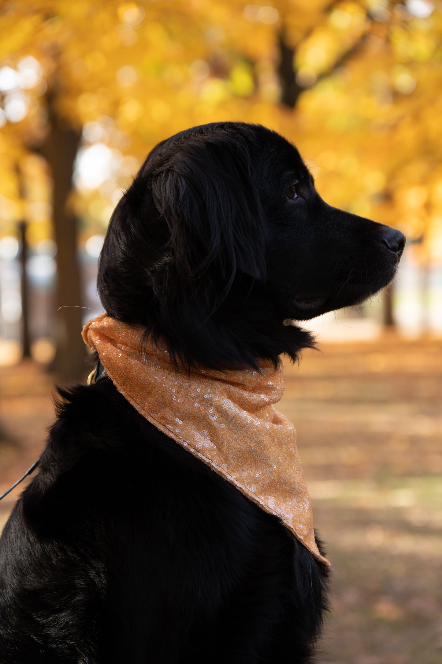 Golden Glow Bandana (with snaps)