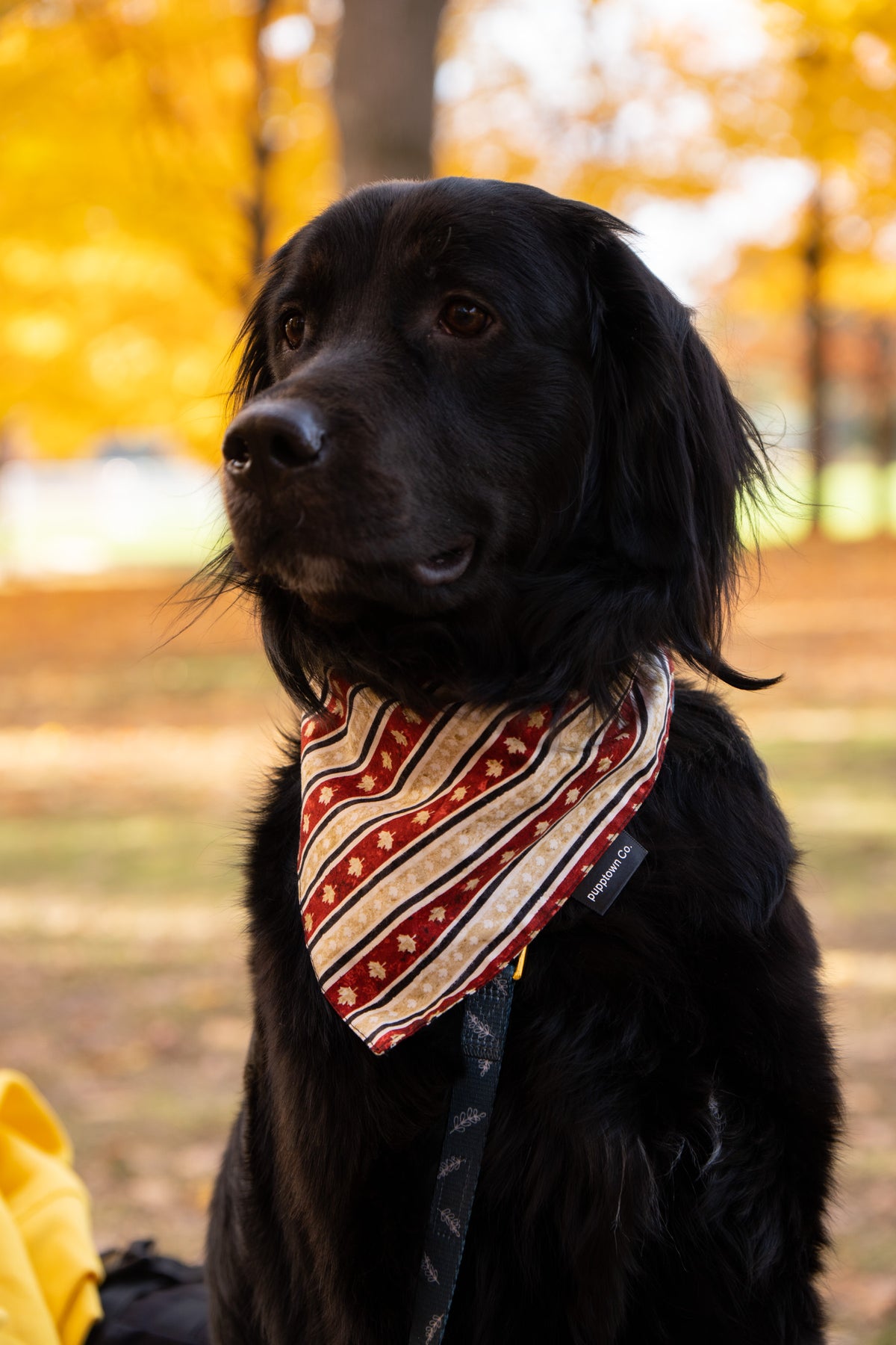 Crimson Canopy Pet Bandana with Snaps & Mini Bow