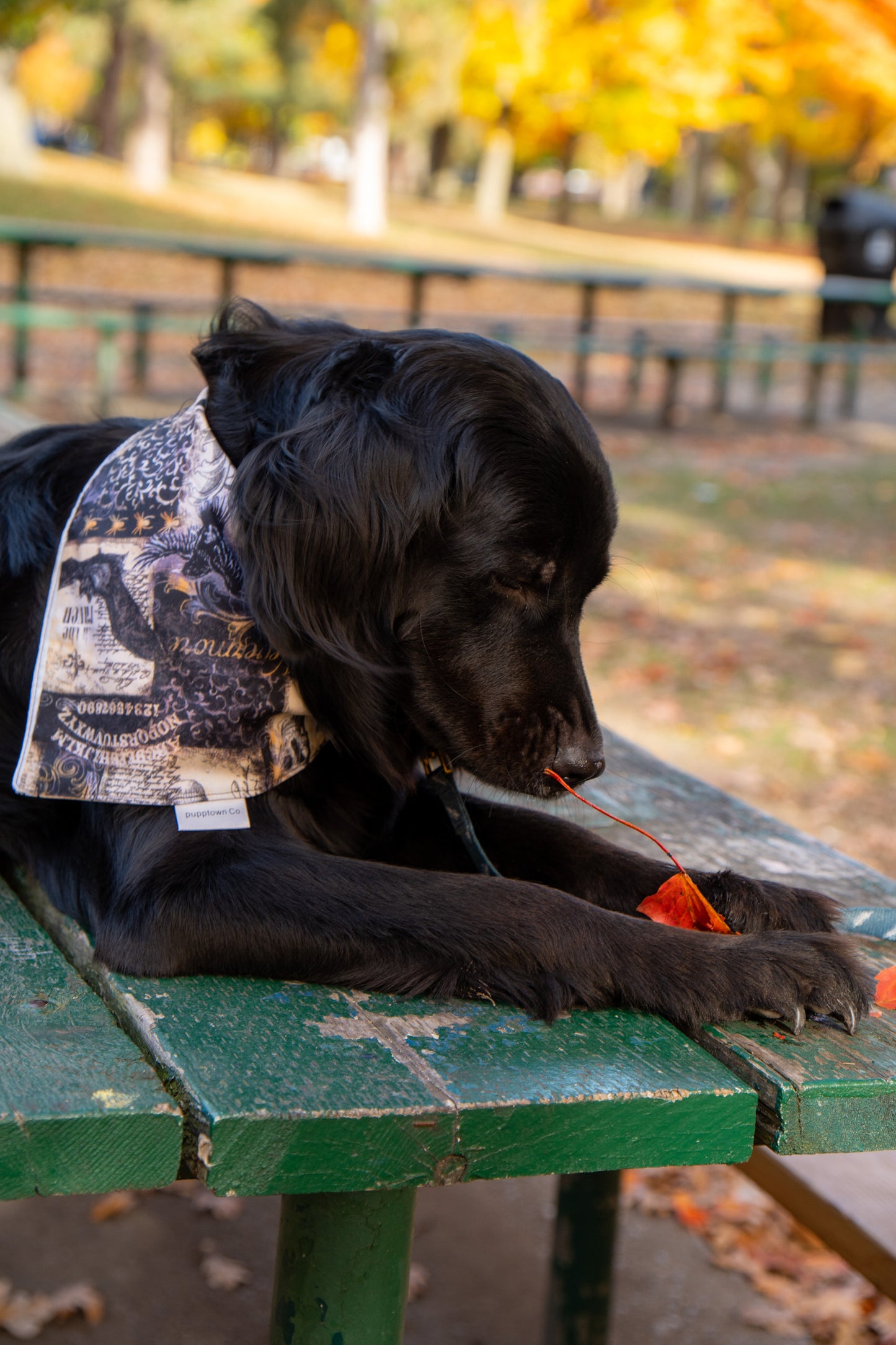 Skull-o-Ween Reversible Halloween Pet Bandana with Snaps