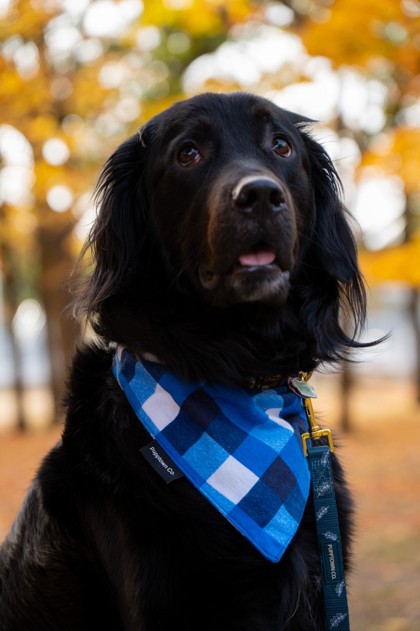Blue Plaid Flannel Dog Bandana with Snaps