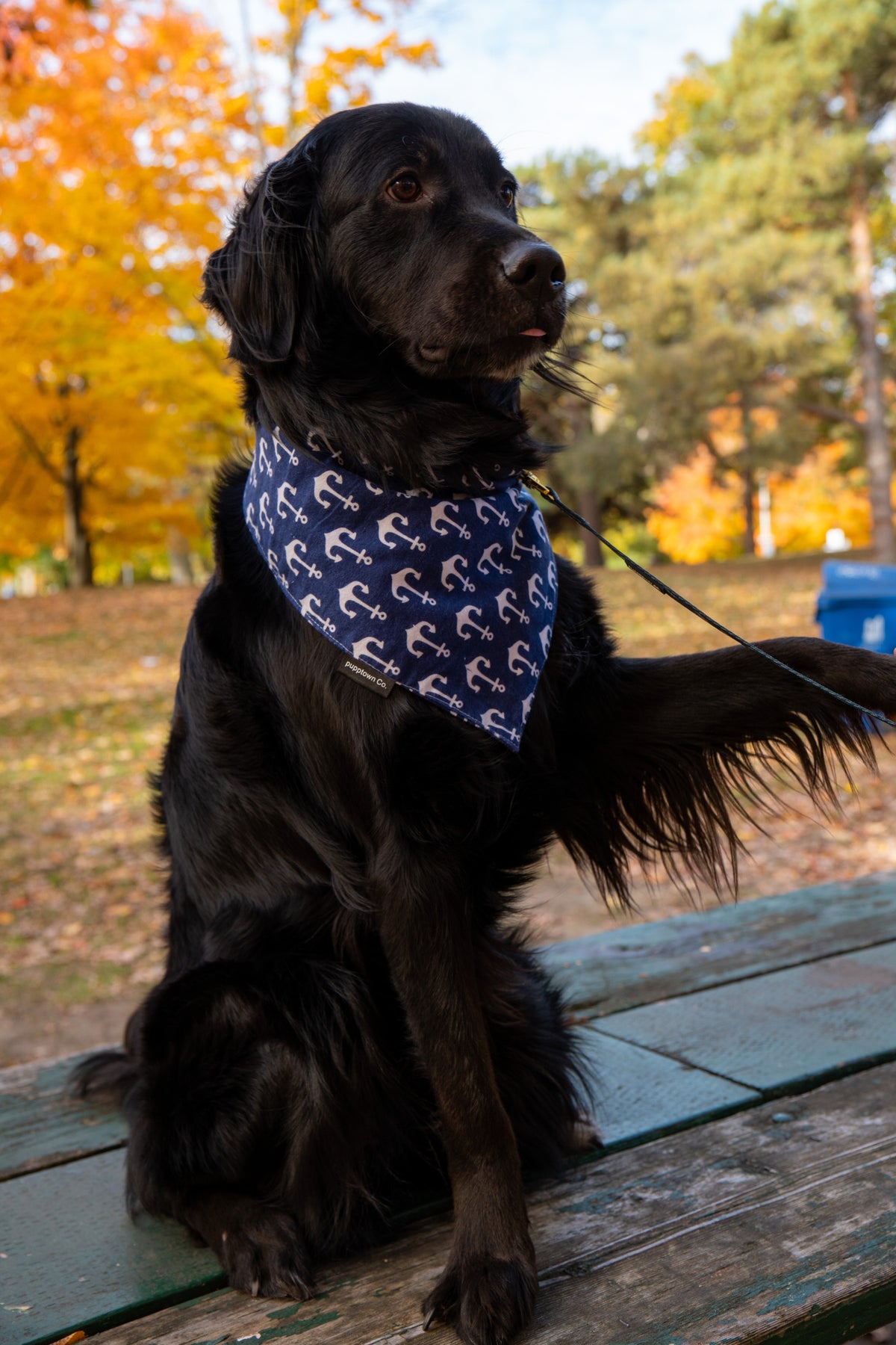 Anchor Pet Bandana with Snaps