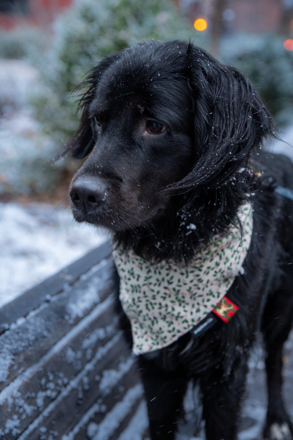 Winter Mistletoe Christmas Bandana with Snaps for Dogs & Cats