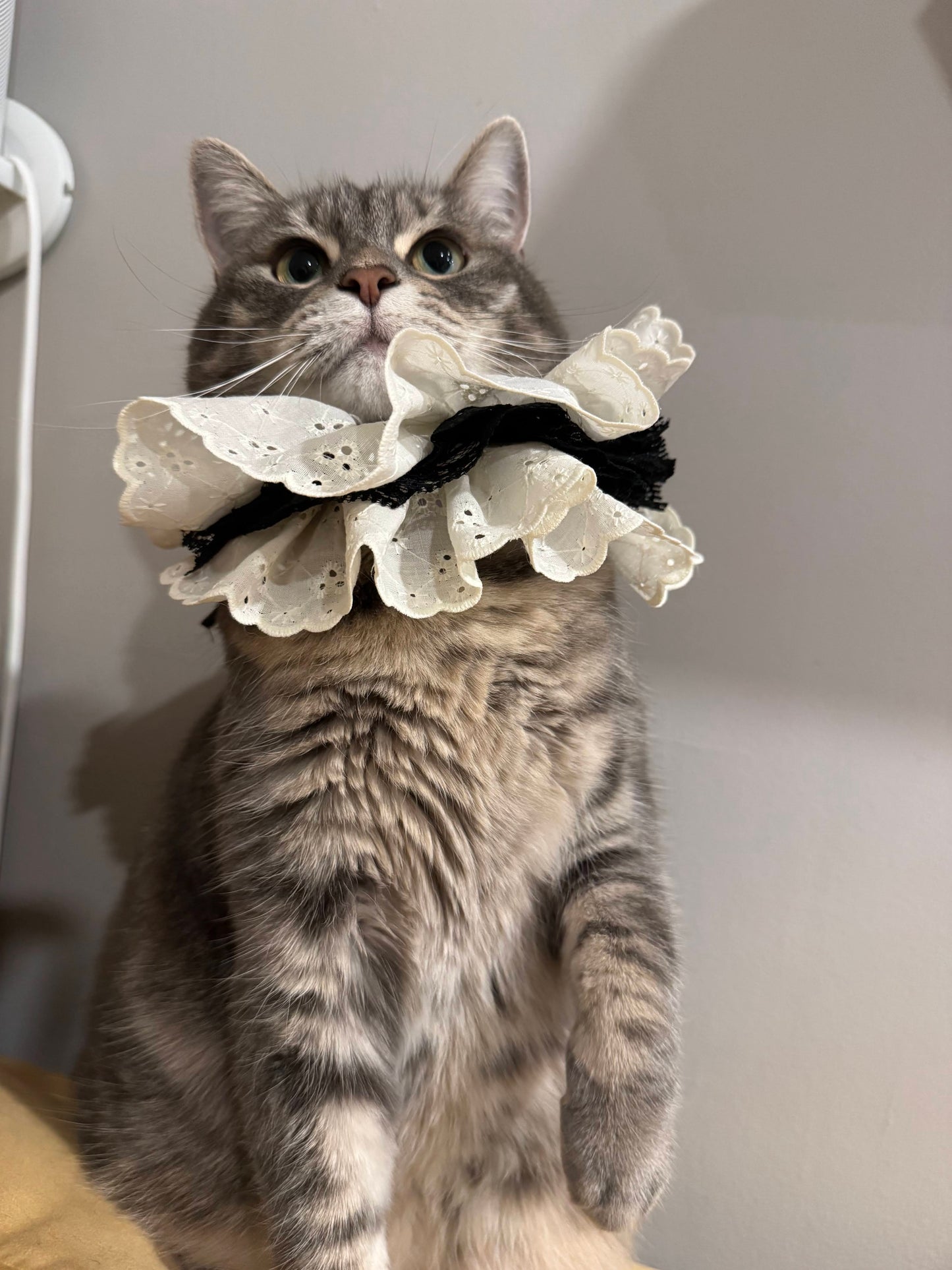 Victorian-style pawfect ruffle collars