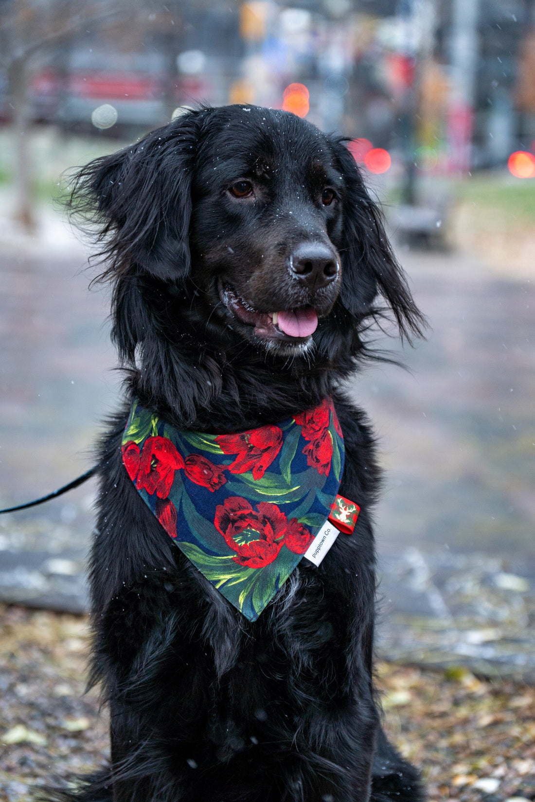 PROTECTING YOUR PET IN WINTER: CARE TIPS FOR PET OWNERS