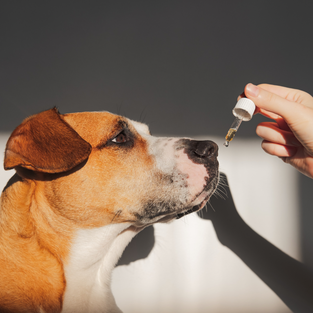Top 10 Essential Oils Toxic to Dogs and Cats