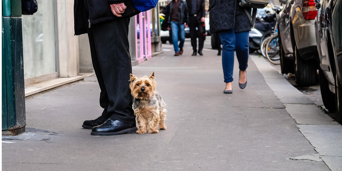 Hidden Winter Danger: Is Your Dog Safe from "Stray Voltage" on Sidewalks?