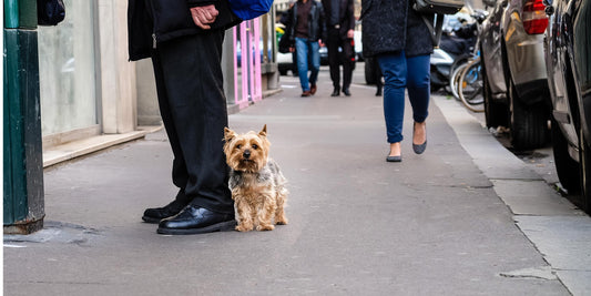 Hidden Winter Danger: Is Your Dog Safe from "Stray Voltage" on Sidewalks?