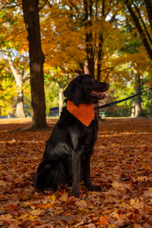 8 Fall Hazards Every Dog Parent Should Know