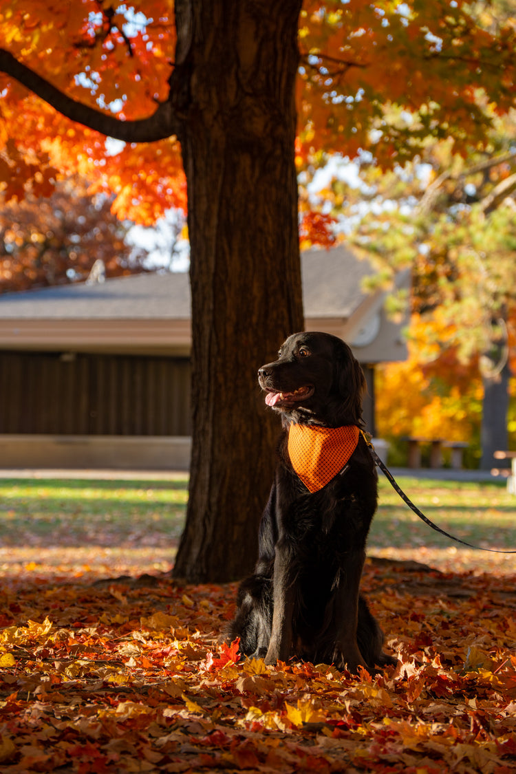 Fall favorites