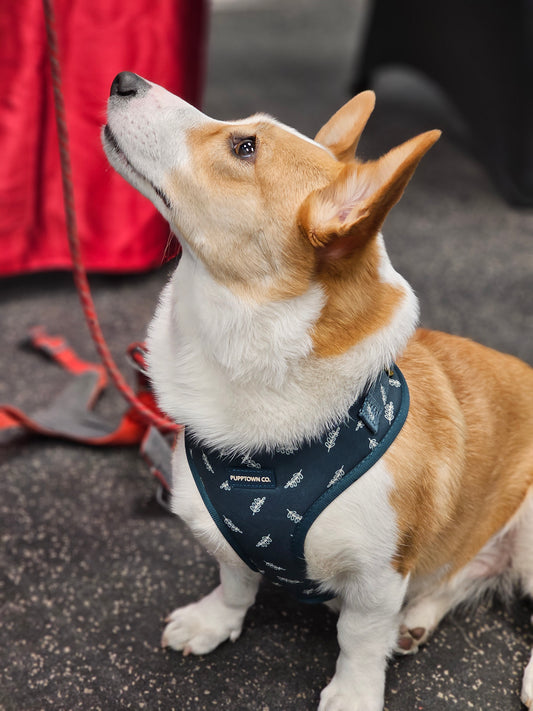 Signature Dog Harness