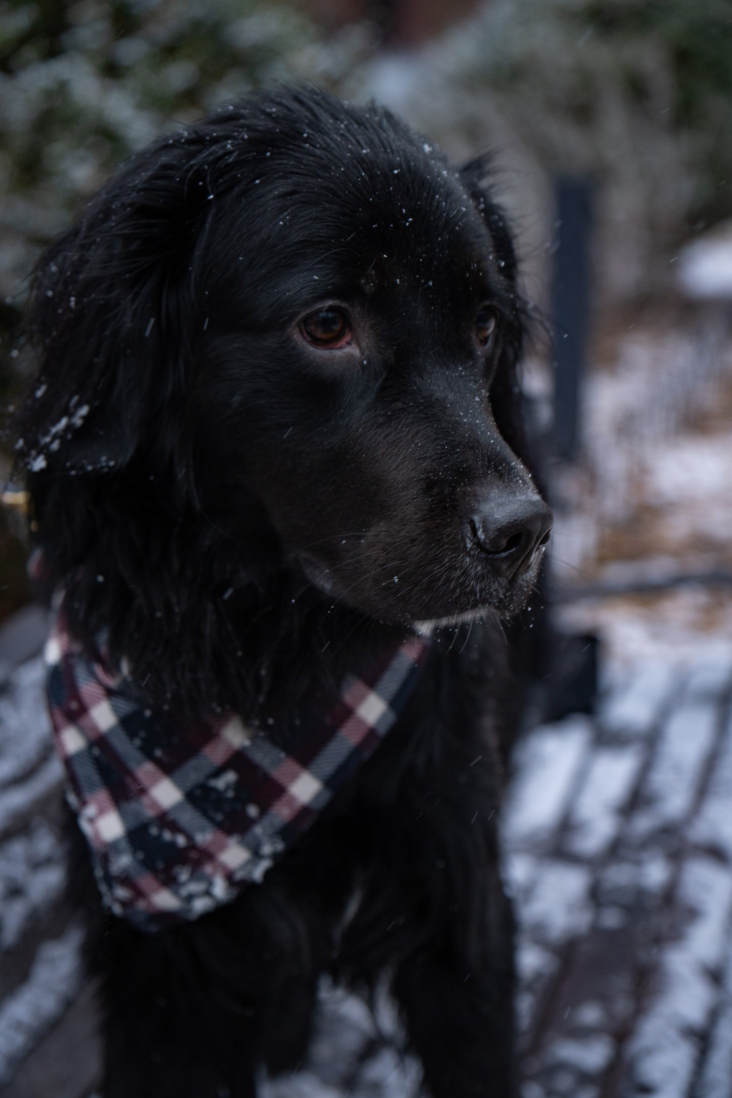 Winterberry Plaid Flannel Bandana for Dogs & Cats