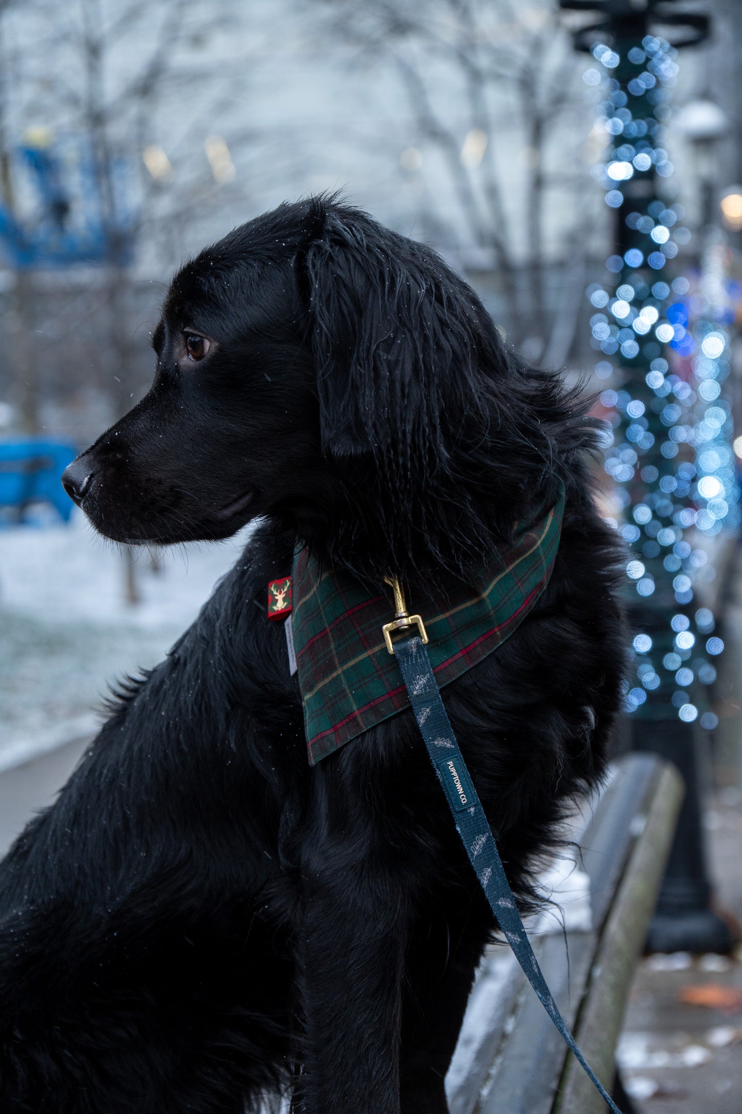 Holiday Blooms reversible Christmas Dog Bandana