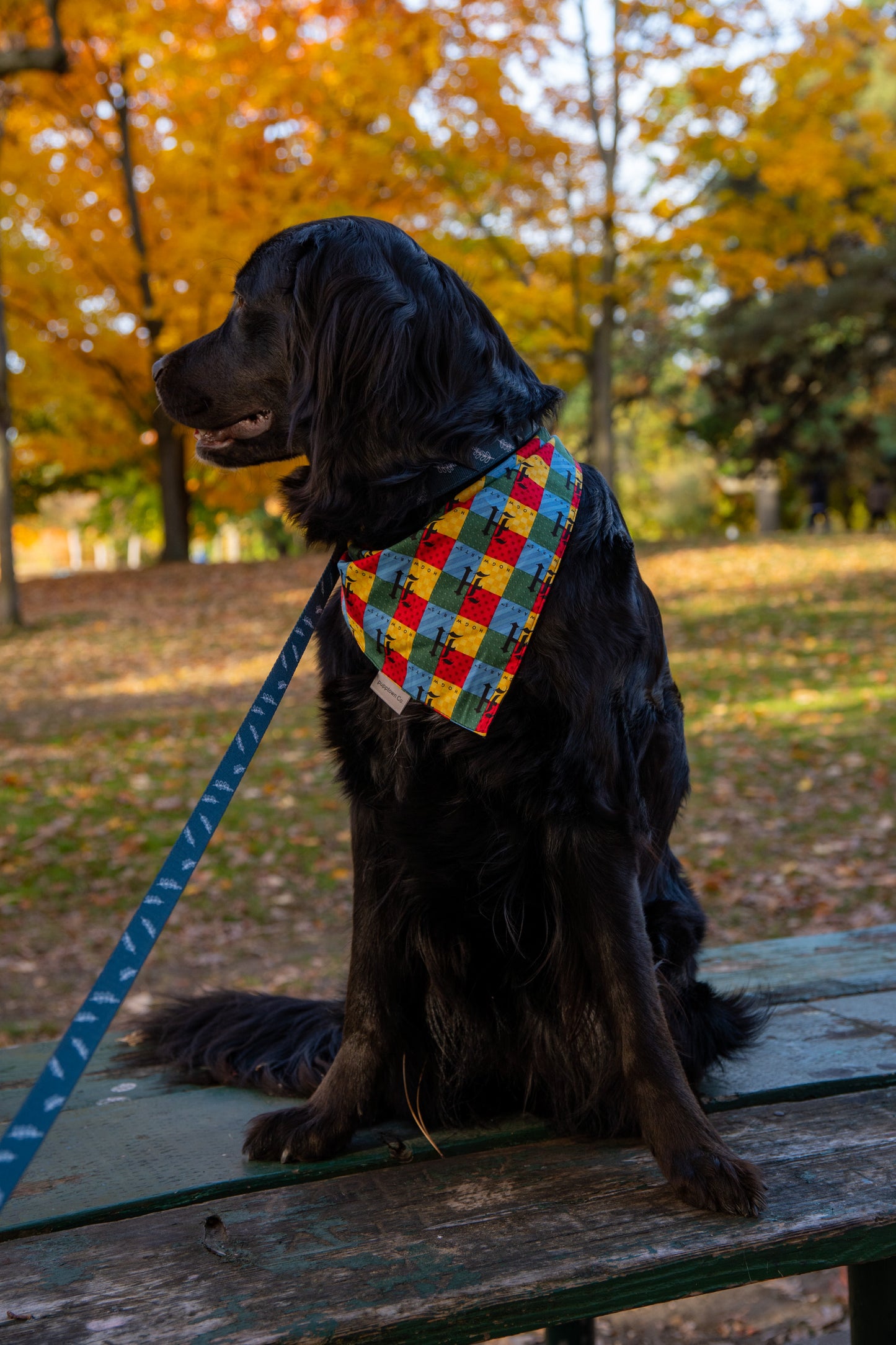 Sorcerer's Scarf Bandana (with snaps)