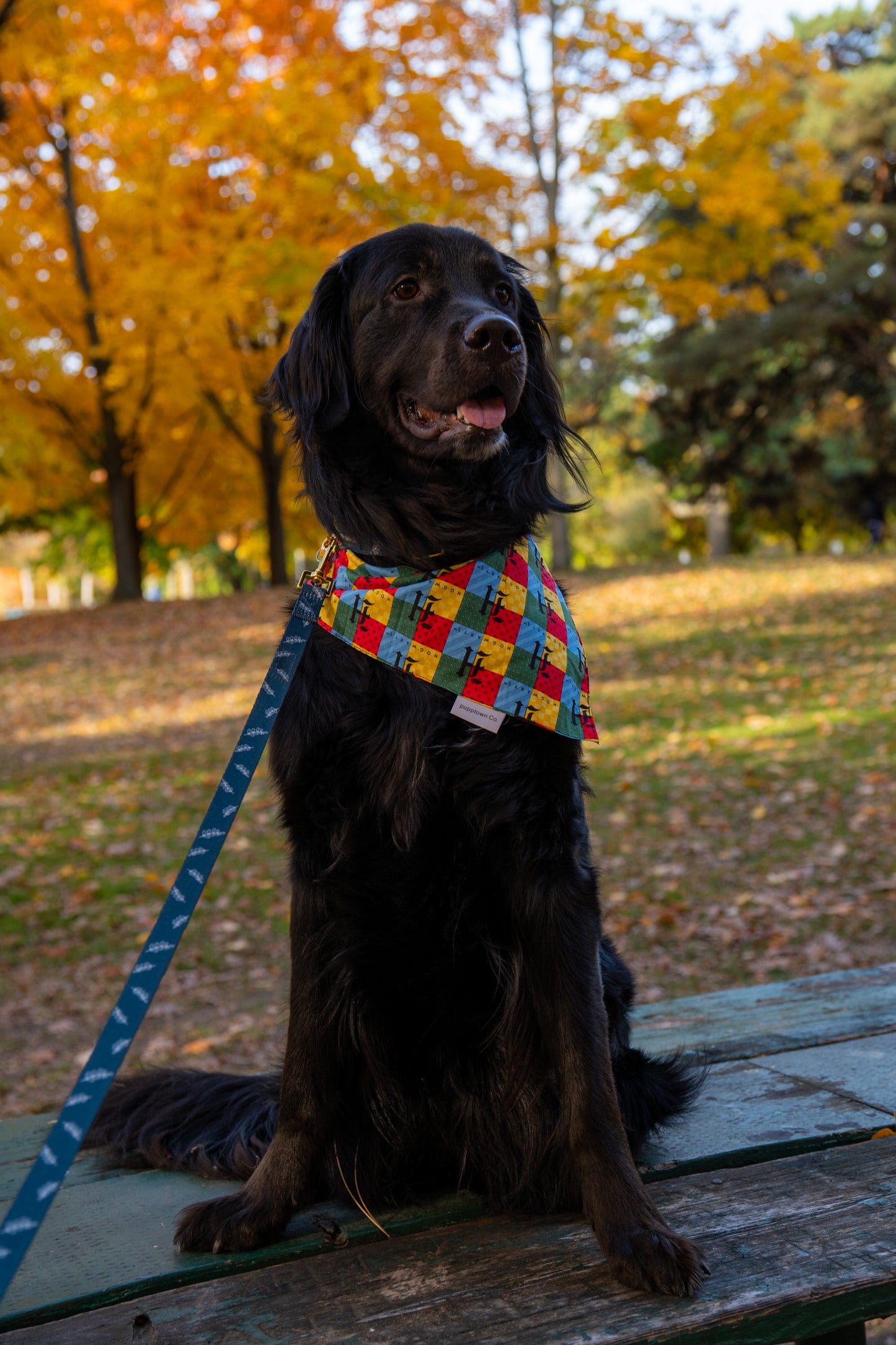 Sorcerer's Scarf Bandana (with snaps)