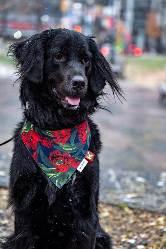 Holiday Blooms reversible Christmas Dog Bandana