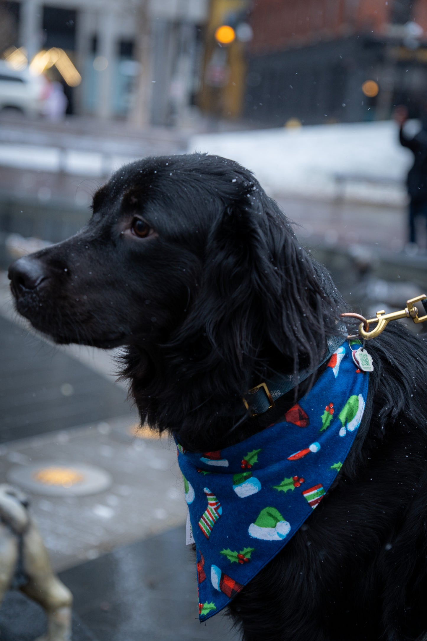 Merry Mistletoe Christmas Bandana for Dogs & Cats