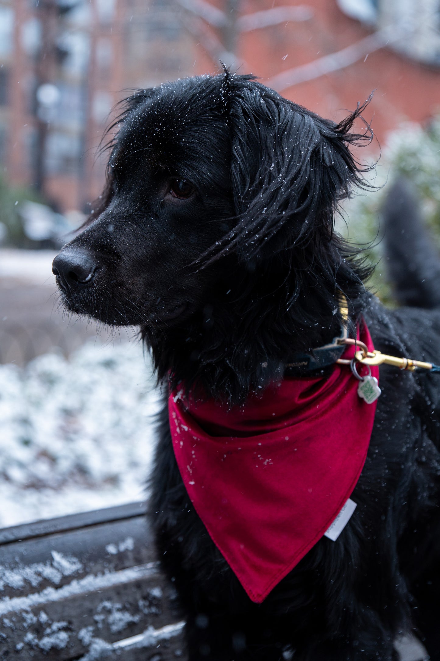 Crimson Velvet Holiday Bandana for Dogs & Cats