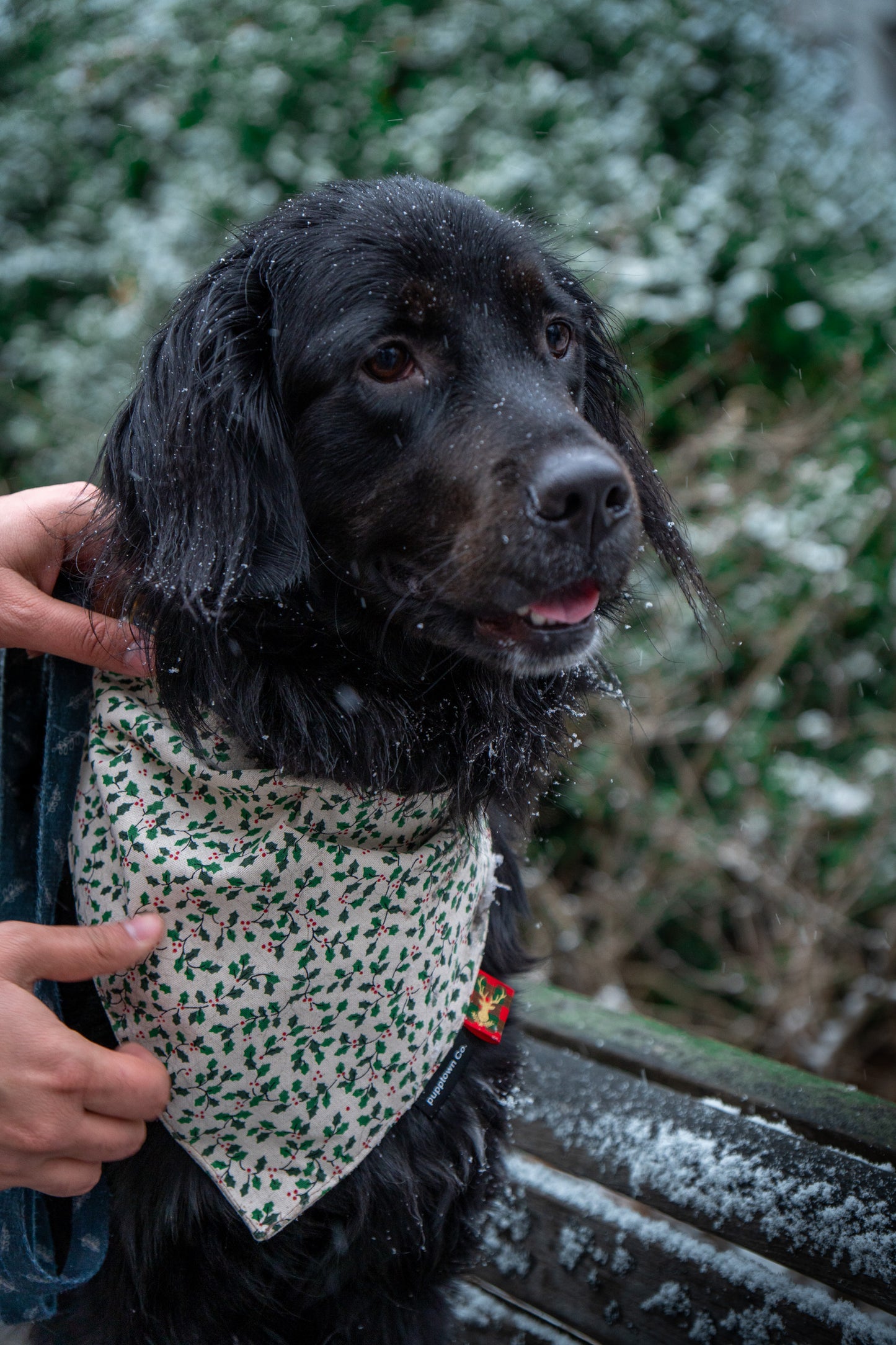 Holly Jolly Reversible Christmas Bandana for Dogs & Cats