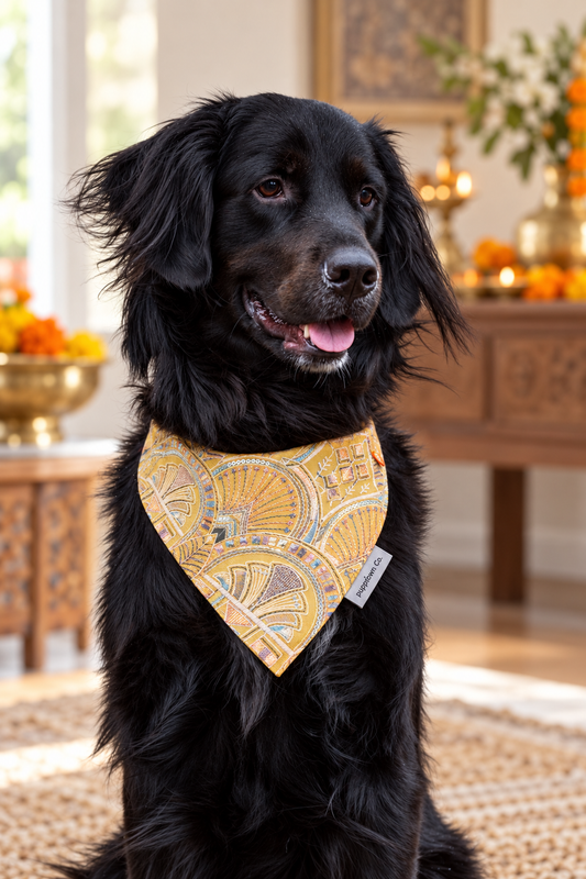 Black dog wearing the Golden Celebration mustard patterned Diwali bandana