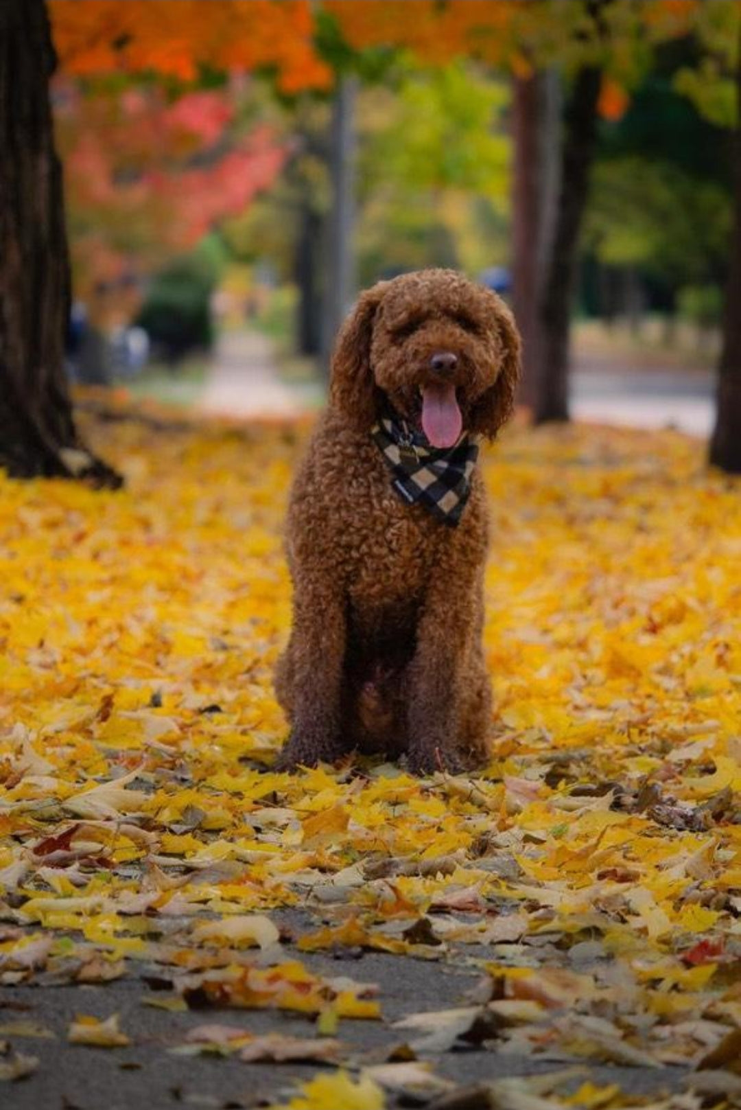 Black & White Flannel Buffalo Plaid Reversible Bandana (with snaps)