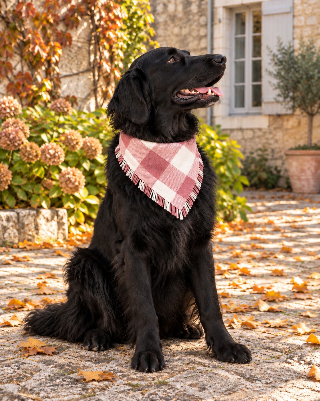 Black dog looking upward while wearing the Rosewood Check fringed bandana on a leaf-covered garden path.