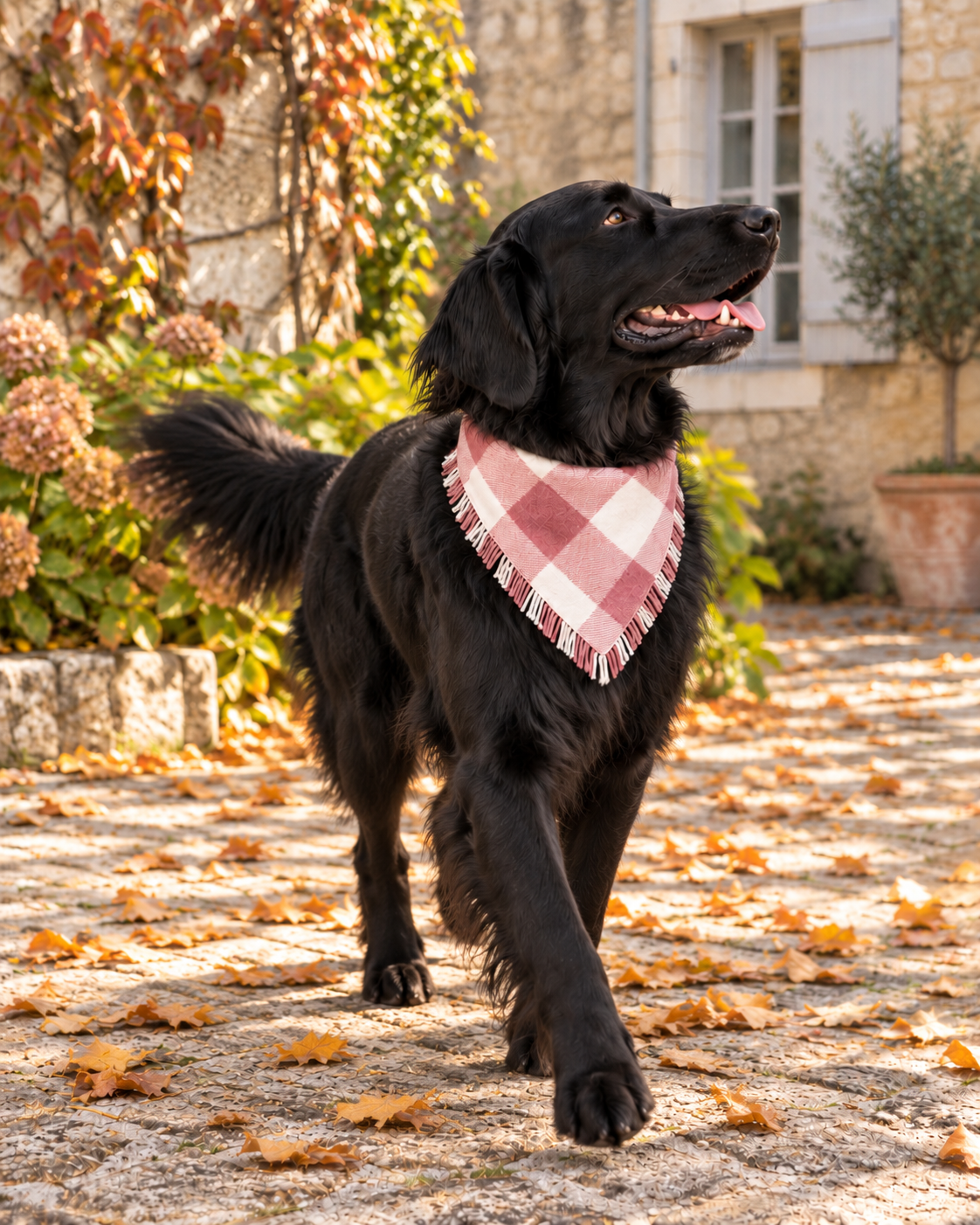 Black dog standing on an autumn garden path wearing the pink-and-ivory Rosewood Check fringed bandana.
