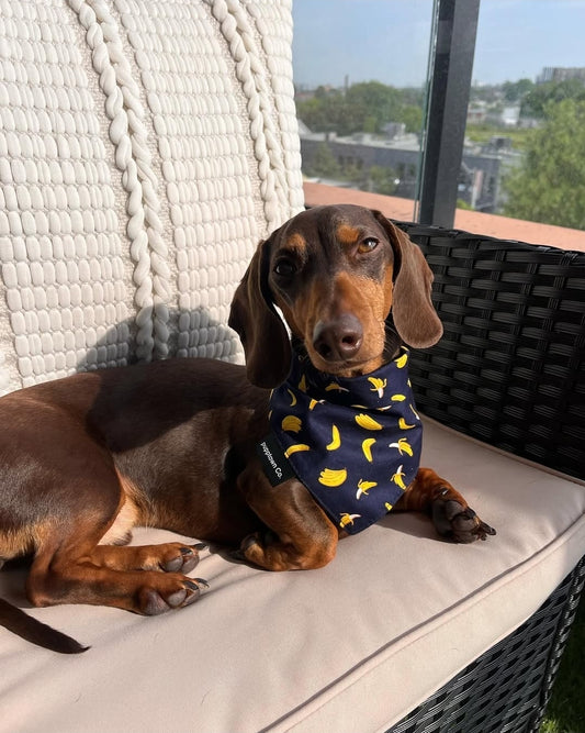 Banana Breeze Dog Bandana with Snaps