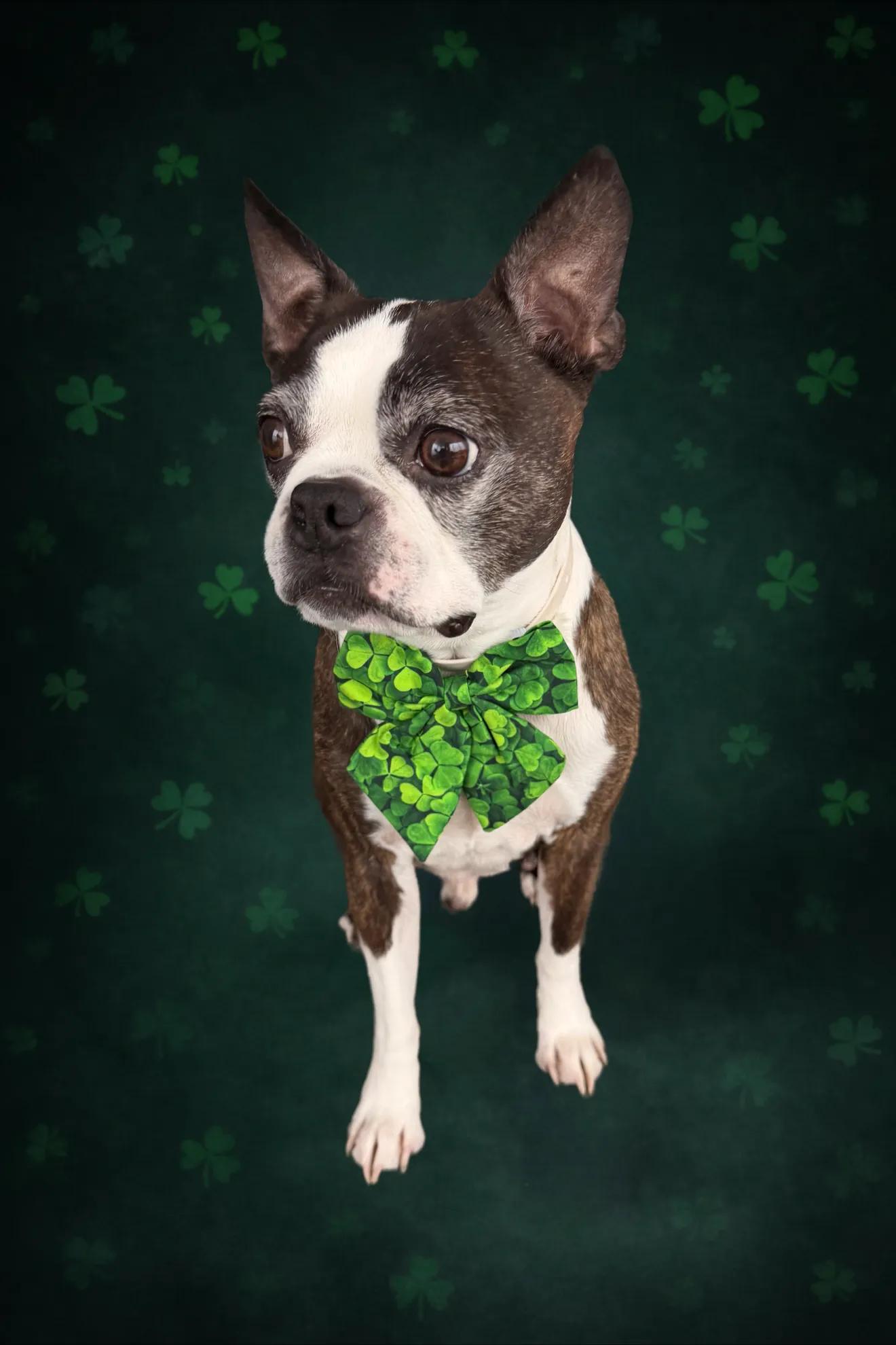 Lucky Clover Bow Tie 🍀