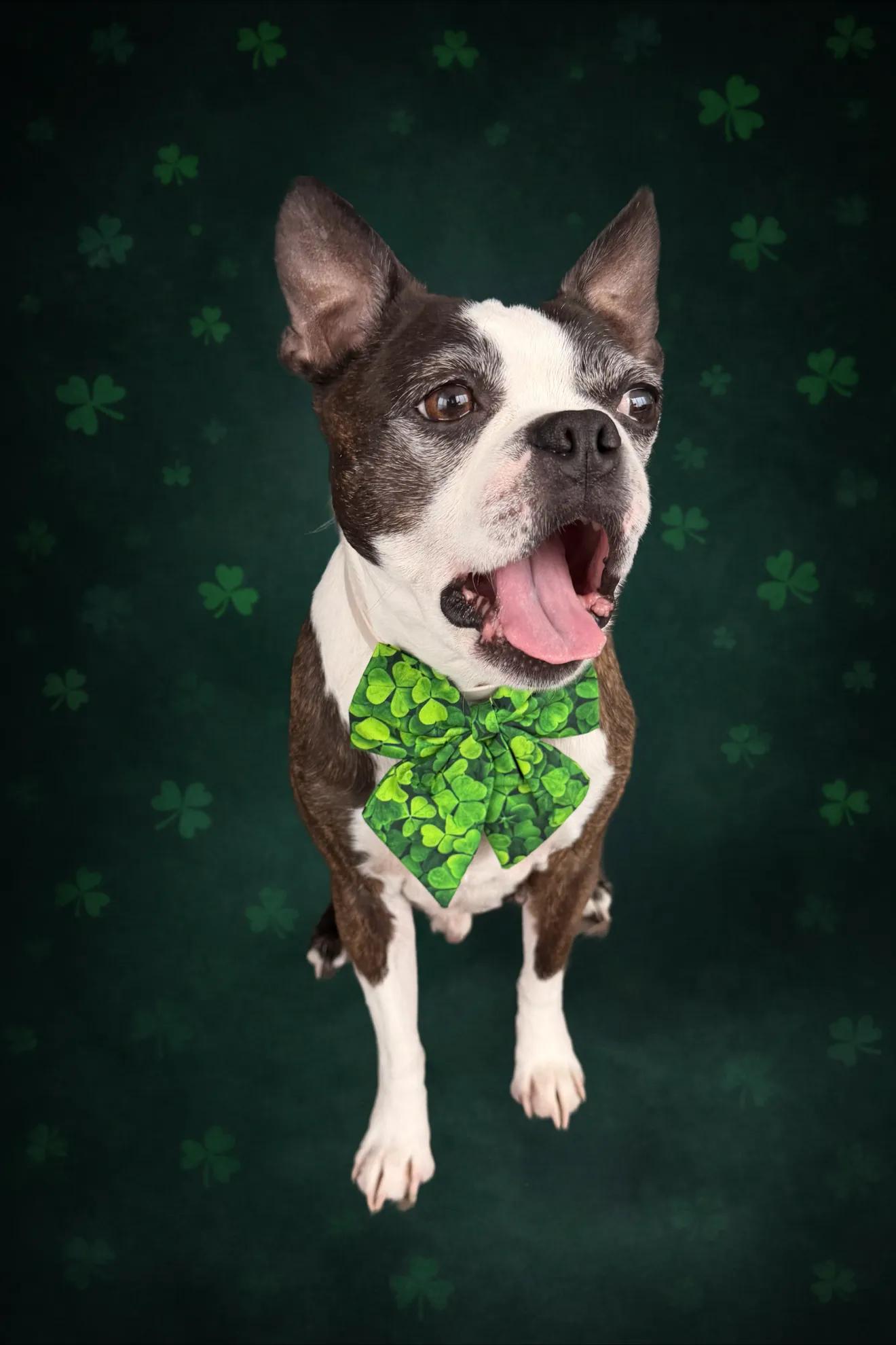 Lucky Clover Bow Tie 🍀