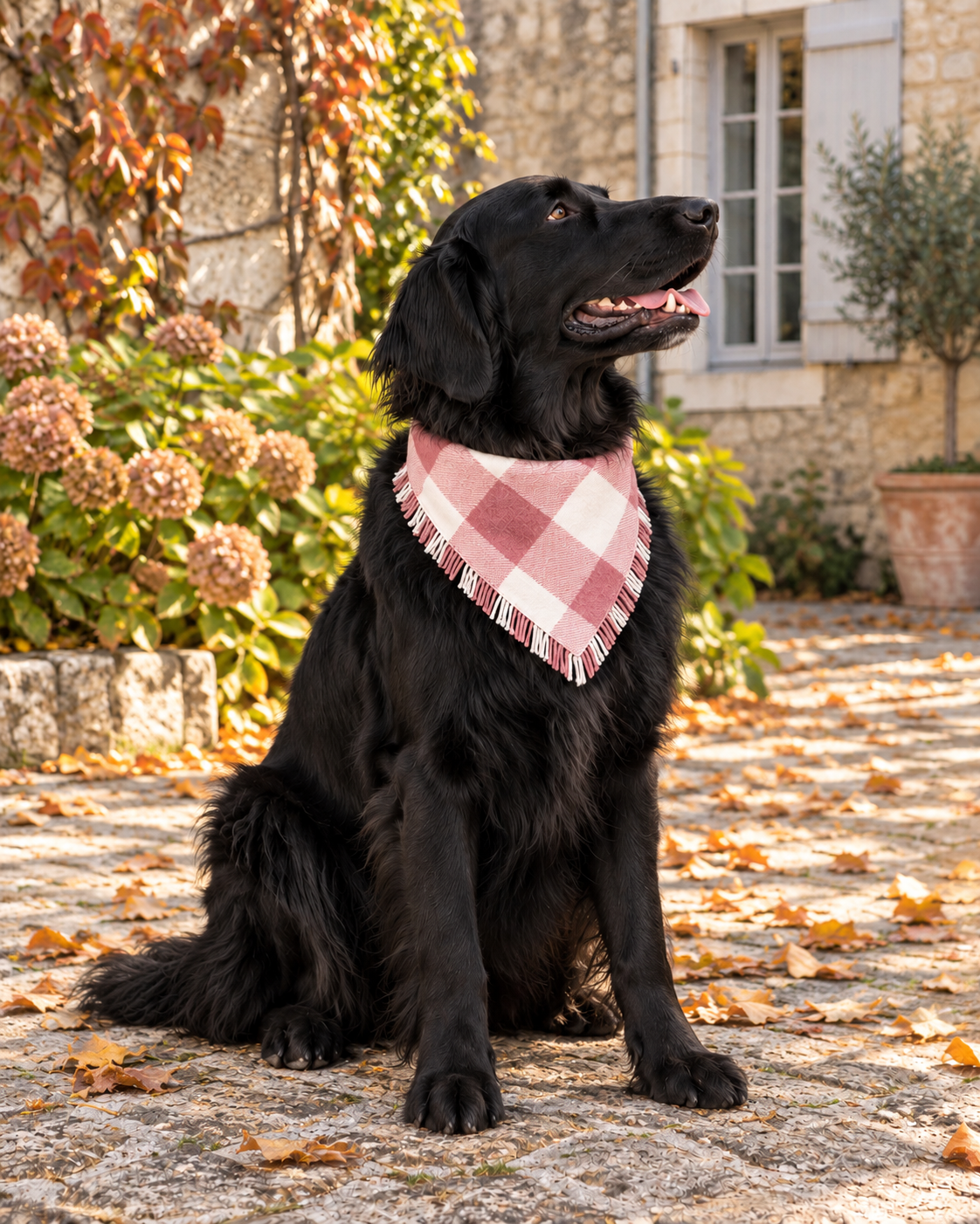 Black dog seated in an autumn garden wearing the pink-and-ivory Rosewood Check fringed pet bandana.