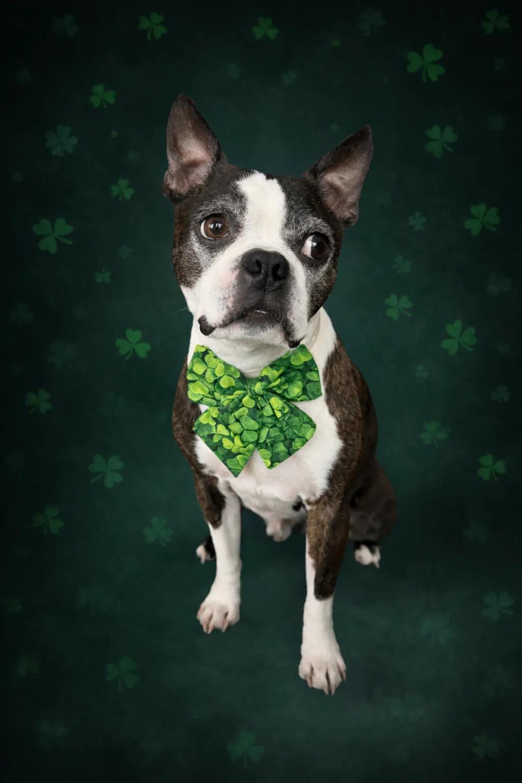 Lucky Clover Bow Tie 🍀