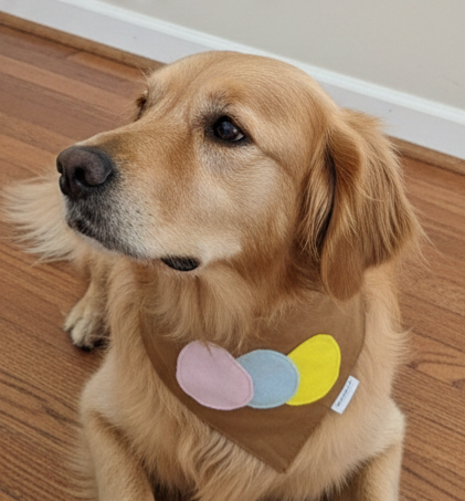 🥚 Easter Egg Patch Dog Bandana